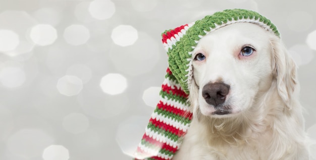 WEARING A STRIPED CHRISTMAS HAT. 