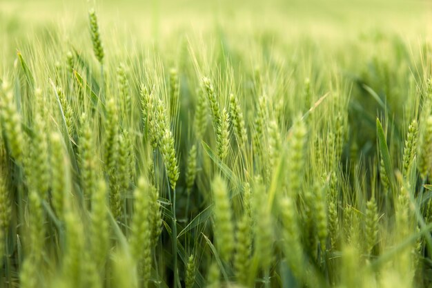 Weath cereal field in the summer , close up