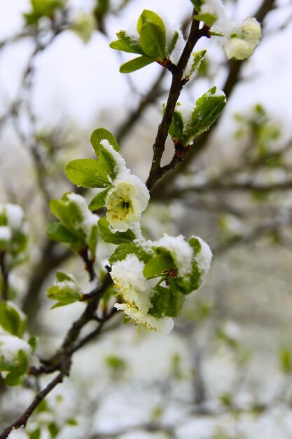 気象異常。 5月の降雪。咲く奇瑞の木の枝に新雪。