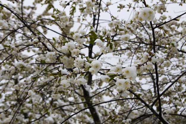 Weather anomaly. Snowfall in May. Fresh snow on blooming chery tree branches.