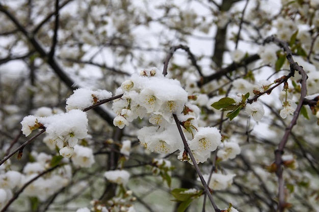 Weather anomaly. Snowfall in May. Fresh snow on blooming chery tree branches.