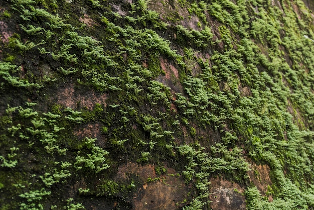 A weathered wall covered with moss