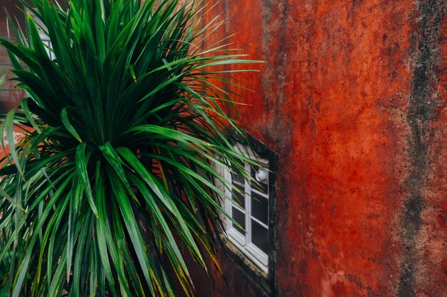 Photo weathered wall and plant leaves