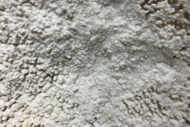 Weathered white coral reef wall texture. closeup indoor shot.