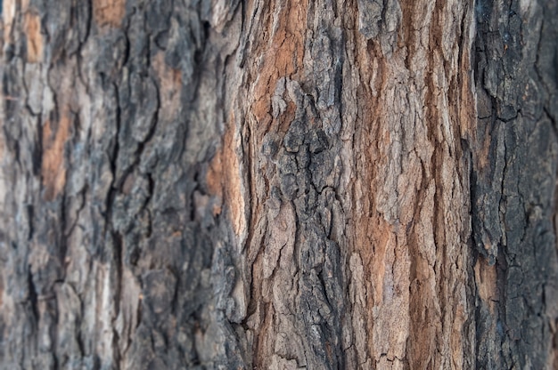 Foto fondo di legno di superficie di legno stagionato