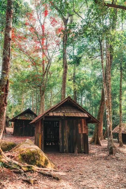 Photo weathered wooden hut with red maple leaves in tropical rainforest at national park