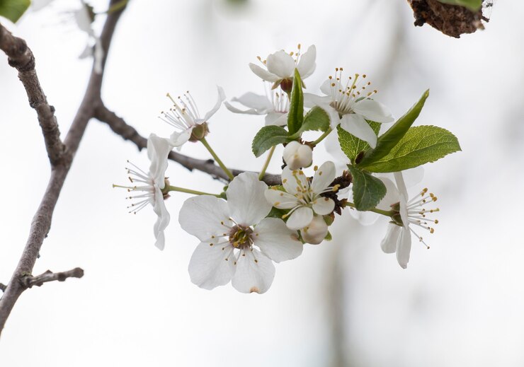 風化するリンゴの木、庭の花