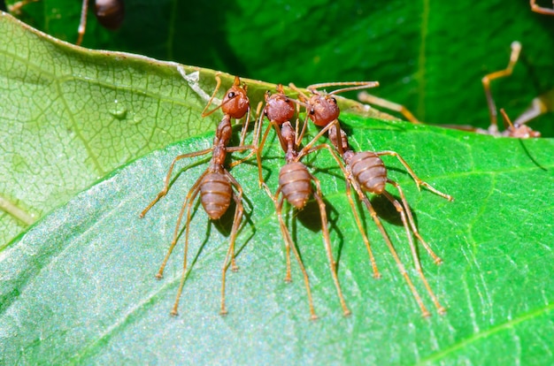 위버 개미 또는 녹색 개미(오에코필라 스마라그디나), 입과 다리를 사용하여 잎을 함께 잡아 둥지를 짓기 위해 함께 일하는 작은 곤충을 닫습니다. 자연 속 동물들의 기적적인 팀워크