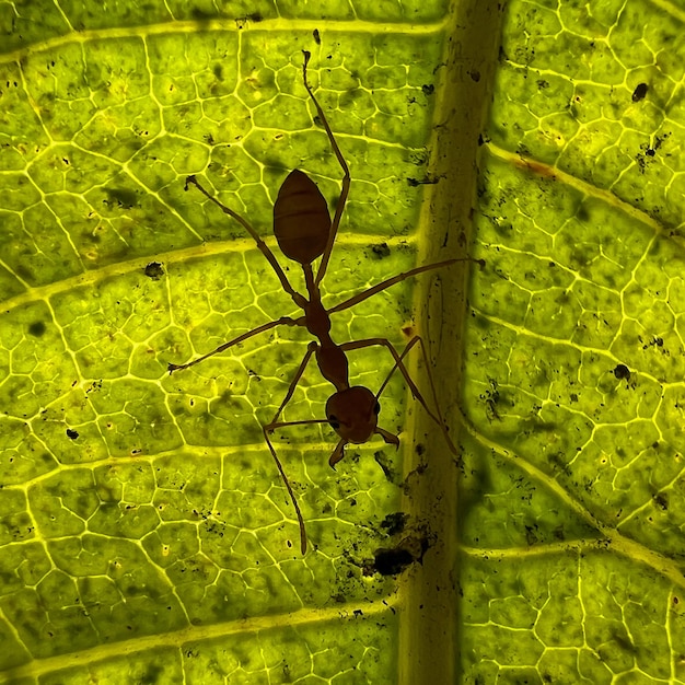 Photo weaver ant in macro
