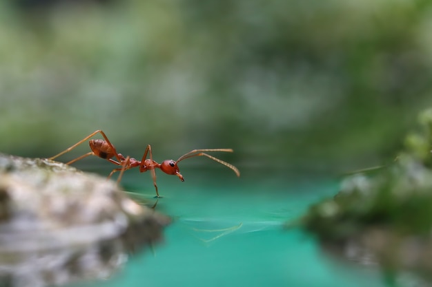 Weaver ants are trying to cross through a puddle