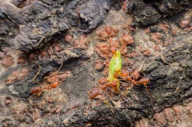 Formiche tessitrici o formiche verdi che trasferiscono cibo alla loro colonia