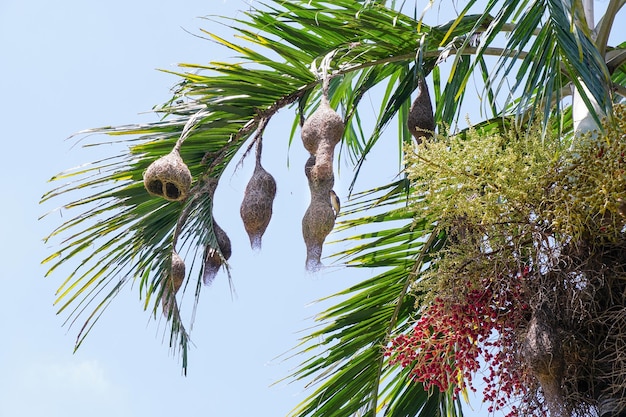 Weaver or baya nest hanging on a tree it is a beautiful bird\'s\
nest