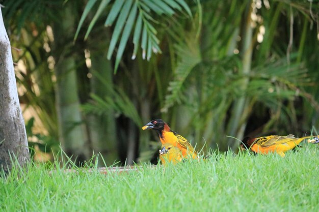 Фото Птица-ткач ploceinae в траве под пальмами, едя зерно