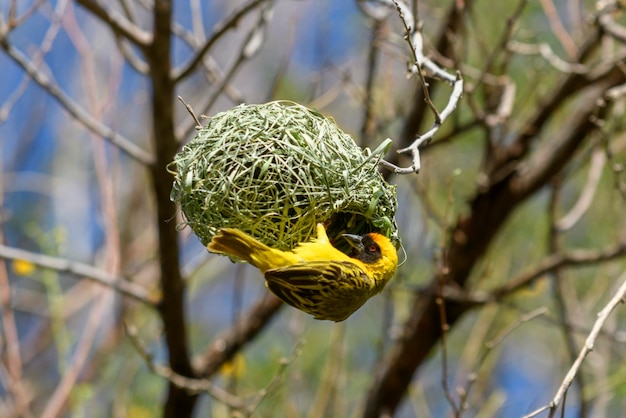 Weaver bird on the tree Weaver makes nest