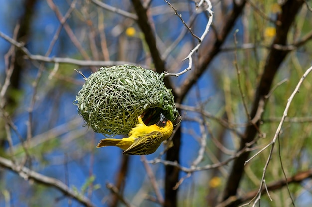 Weaver bird on the tree Weaver makes nest