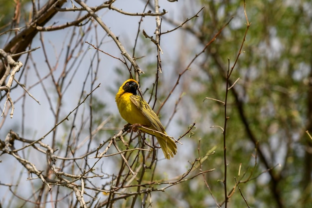 Weaver bird on the tree Weaver makes nest