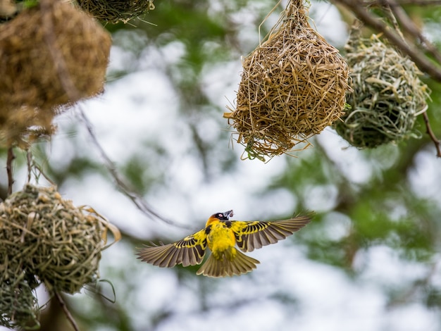 Weaver is building a nest on a tree