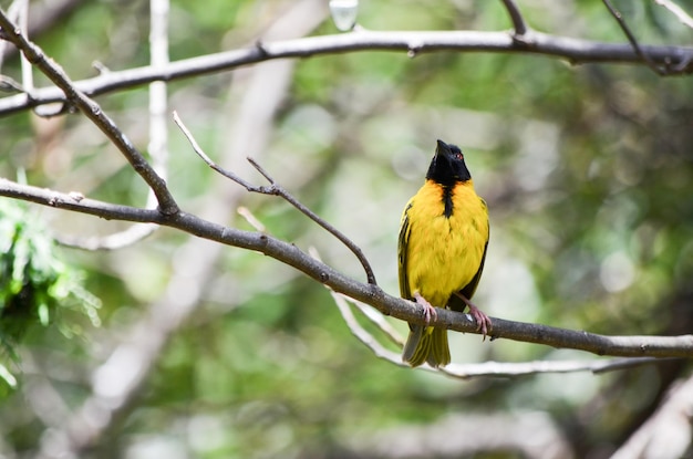 Weaver sitting on a branch