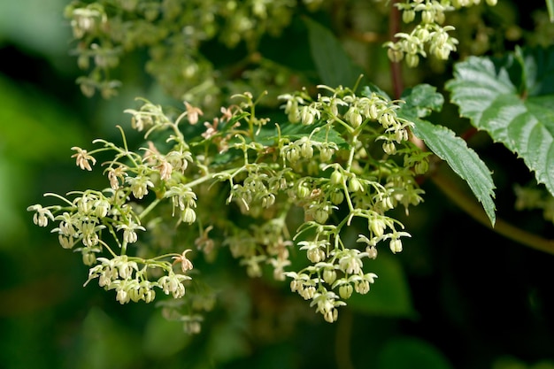 Weaving hop flowers in the garden on a bright sunny day