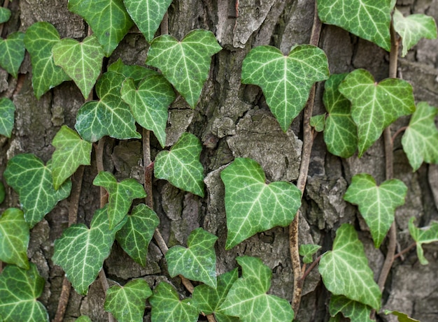 Weaving ivy on the bark of an old tree.