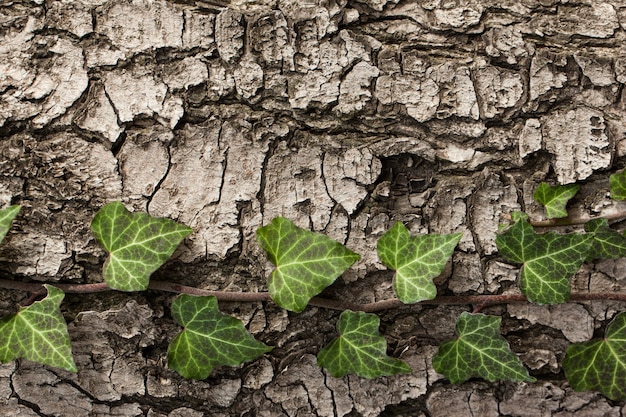 Weaving ivy on the bark of an old tree.