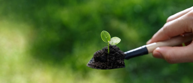 Web banner of hand of man shovel a litle seeding of plant for move to new place, Beginning of new life and agriculture concept