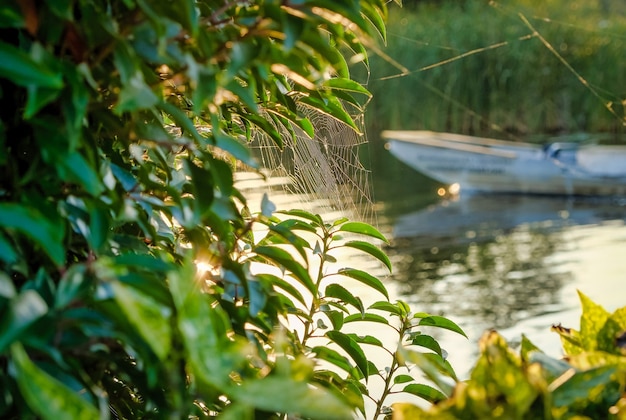 Web on the branches of trees stretched Many cobwebs spider Kingdom over the river at dawn in the fog Dawn of the canoe trip