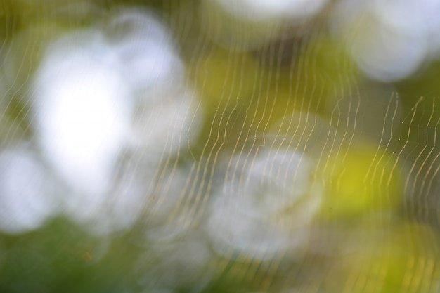 web- en spider-leven in de natuur