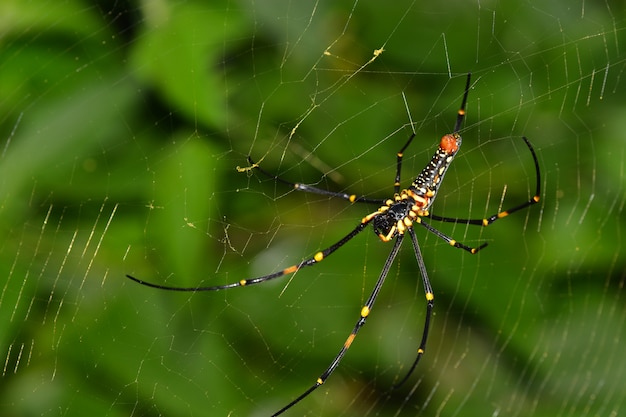 web- en spider-leven in de natuur