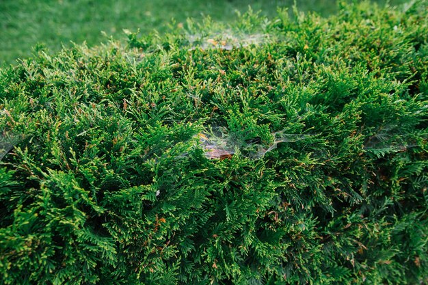 The web between the green branches of the western thuja also known as the northern white cedar Garden spiders weave their webs on trees and shrubs A pest for garden plants Garden maintenance