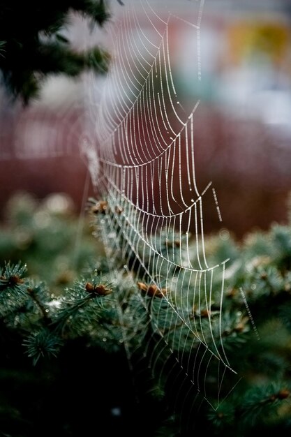 Web op de achtergrond van een groene kerstboom Natuur Sfeer