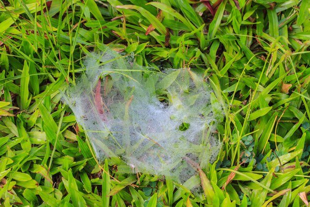 スパイダーと露のウェブ