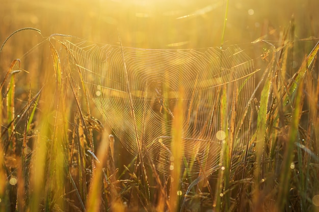 Web van een spin tegen zonsopgang in het veld bedekt mist