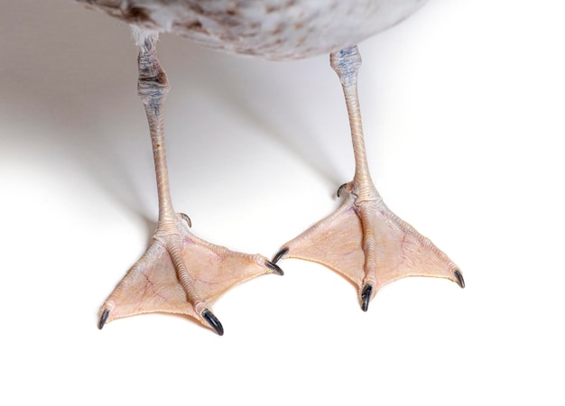 Webbed feet of a European Herring Gull with a oneyearold plumage