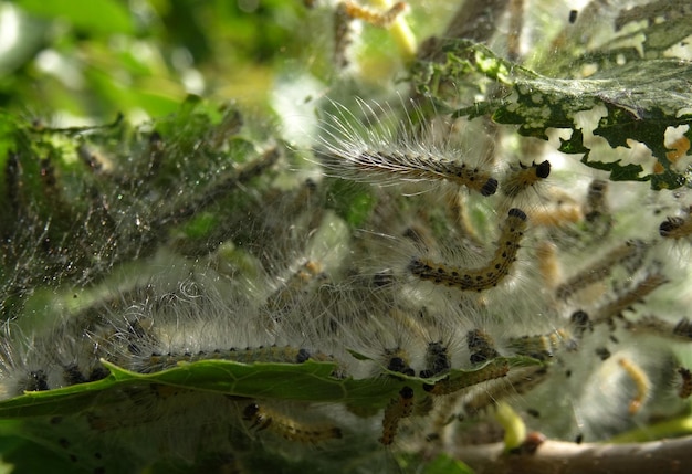 Webs Of The Silk Worms On A Tree Branch Close Up