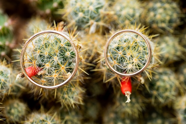 Wedding gold rings on cactus with orange fruits. Love, marriage concept. Overhead shot.
