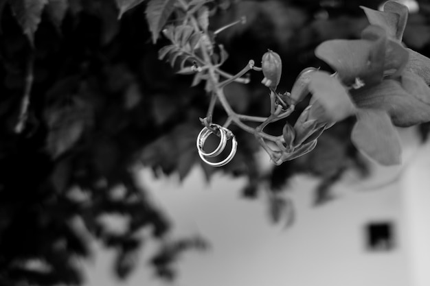 A wedding ring hangs on a vine in a black and white photo.