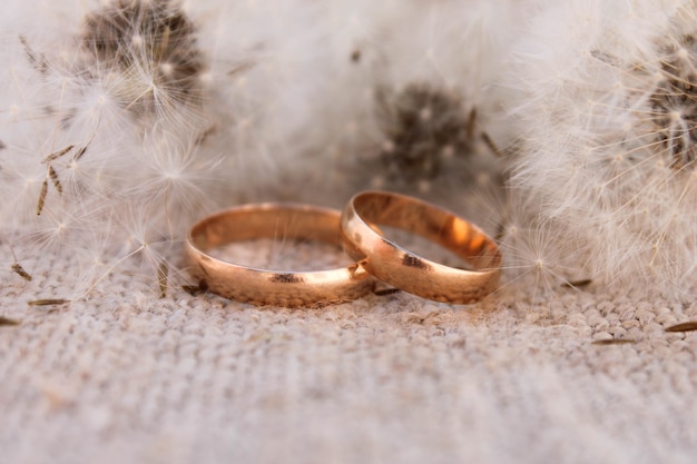 Wedding rings on the background dandelions