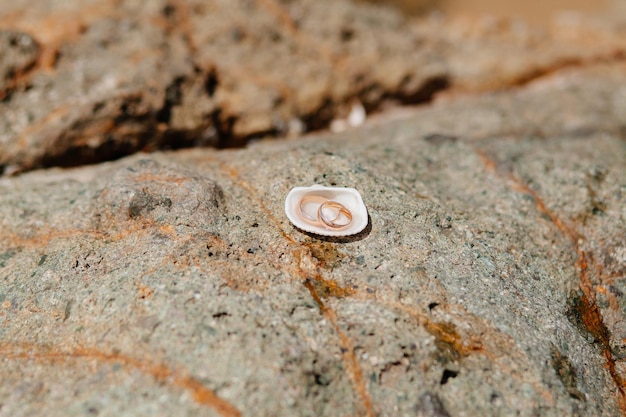 Wedding rings on beach. Macro shot of rings in seashell