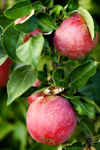 Wedding rings on a branch of the tree