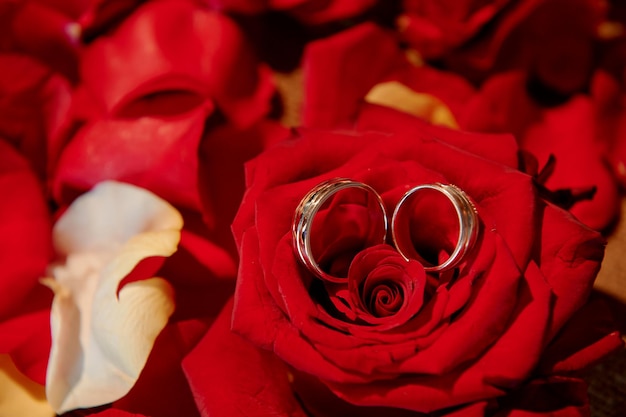 Wedding rings of the bride and groom are in the Bud a red rose