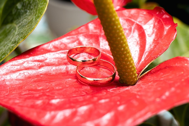 Wedding rings of the bride and groom on a beautiful red flower