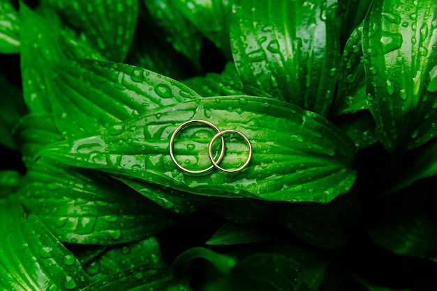 Wedding rings on the leaves with drops of dew