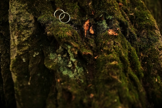 Wedding rings lie on green moss at the foot of the tree.