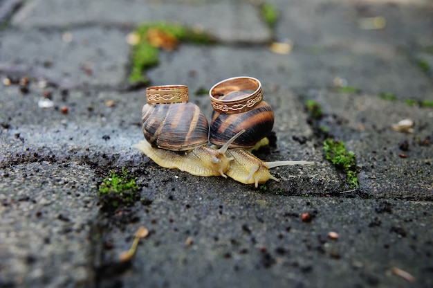 写真 カタツムリの結婚指輪。カタツムリはキスします。