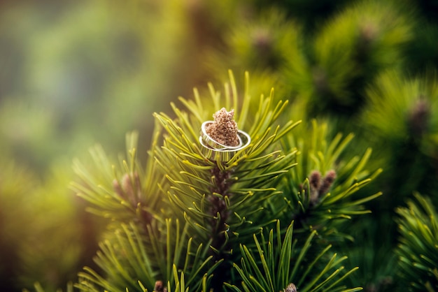 Photo wedding rings on pine branch