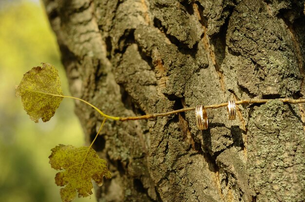 Wedding rings on a tree trunk