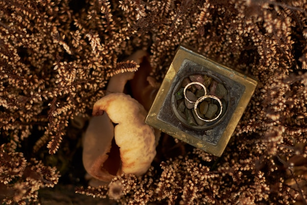 Photo wedding rings yellow gold on a brown background plants in the autumn season