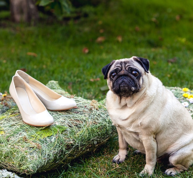 Wedding shoes for women and handsome pug