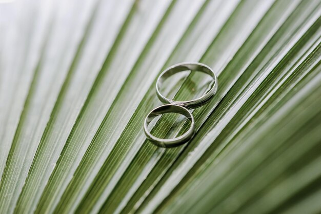 Wedding two gold rings for boho wedding ceremony Clouseup Palm leaf Marriage